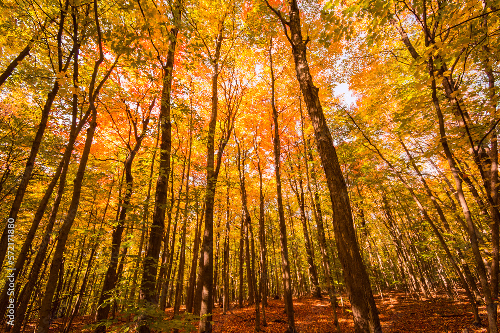 Fototapeta premium Canadian forest ceiling during Indian summer