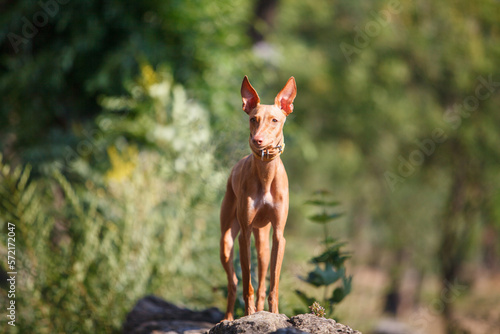 Cirneco dell'Etna Italian breed  hunting dog shot with a shallow depth of field on a green background outdoors