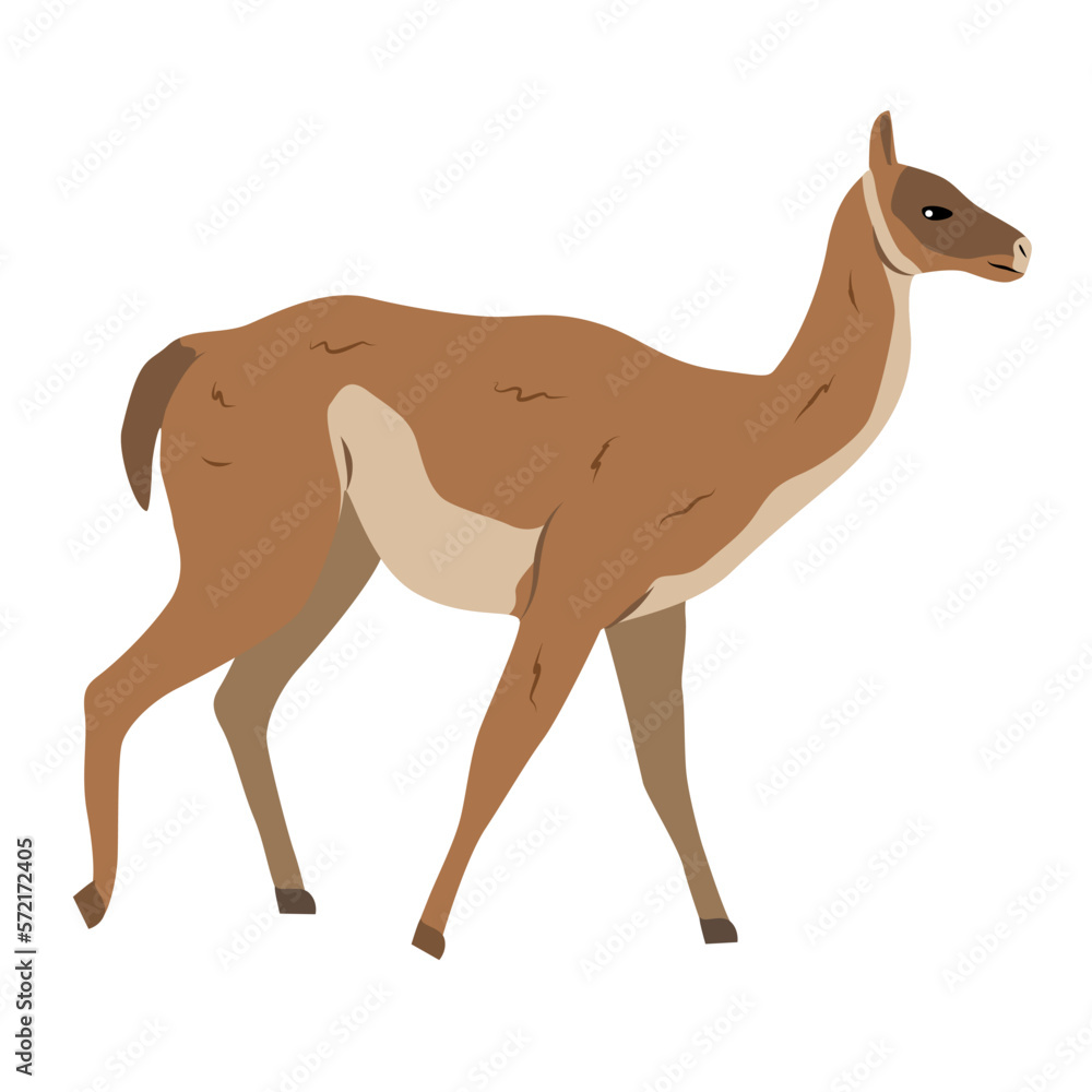 Guanaco Lama guanicoe. Realistic wild vector animal Guanaco Lama guanicoe. Realistic wild vector animal