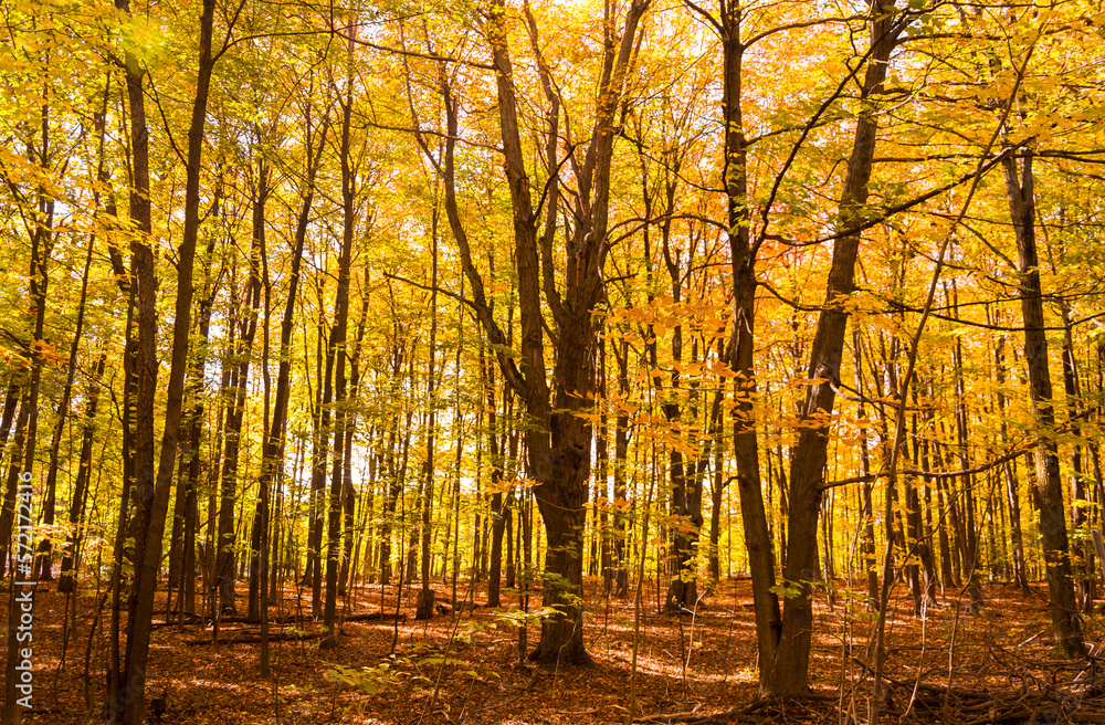 Fototapeta premium Landscape in a Canadian forest during a beautiful Indian summer