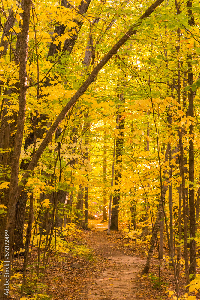 Fototapeta premium Forest path in a Canadian wood during a beautiful Indian summer
