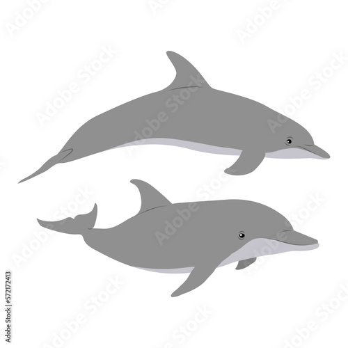 Collection of two Common bottlenose dolphins. Realistic vector secondary water mammals