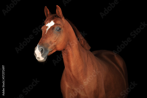 Fototapeta Naklejka Na Ścianę i Meble -  Red horse portrait black background