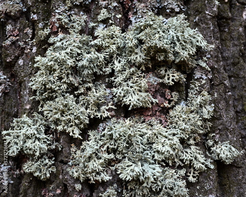 Lichen Evernia prunastri on the trunk of an old tree