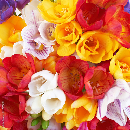 Vibrant red, orange, yellow and white freesia flowers bouquet top view closeup. A lovely, natural background.