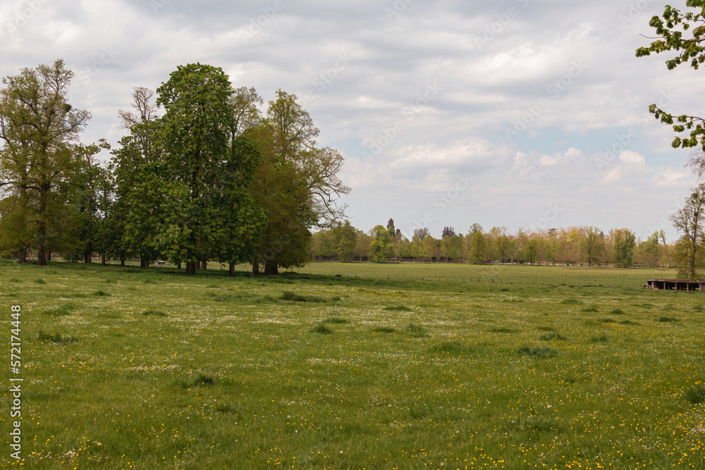 Fototapeta premium trees in the field
