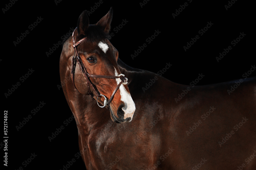 Obraz premium Portrait horse black background