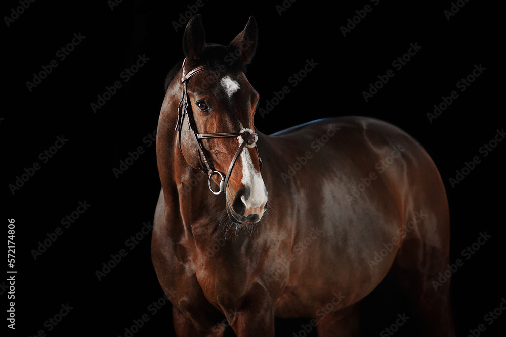 Obraz premium Portrait horse black background
