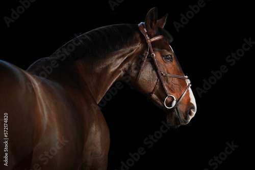 Portrait horse black background © Дарья Ералева