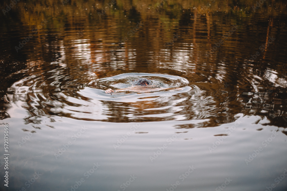 Woman swimming in lake underwater Woman swimming in lake underwater