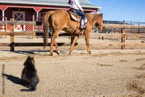 Girl walking her horse in arena with cat watchingq photo