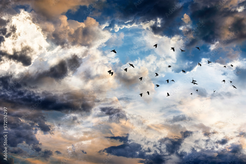 sunset sky with clouds and flock of birds