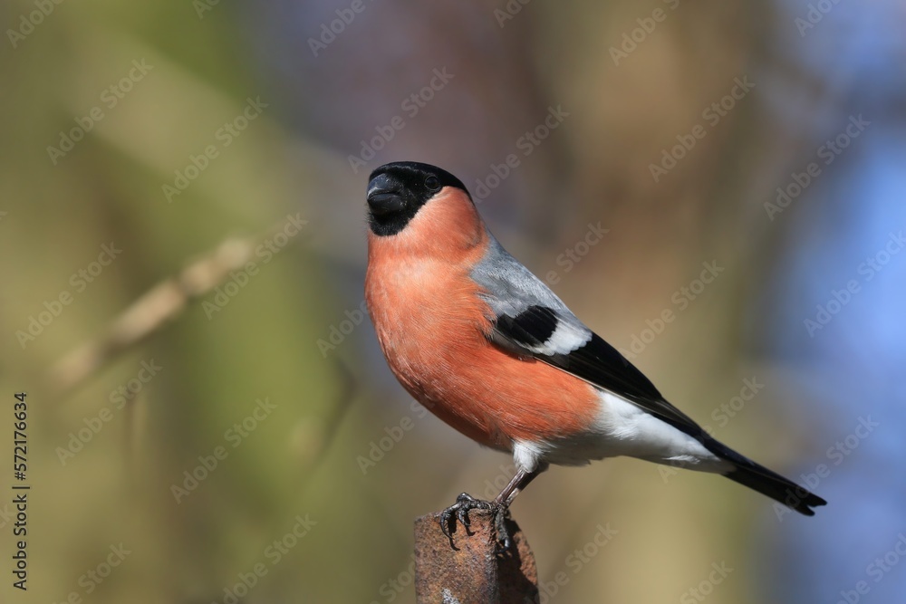 Fototapeta premium Beautiful portrait of a bullfinch male. Pyrrhula pyrrhula. A red finch sitting on the tree stump. 