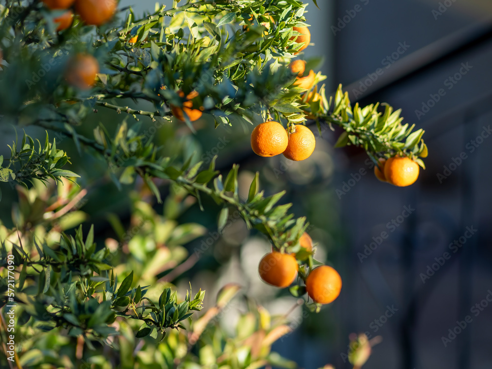 Orange plantation, Ripe juicy sweet orange in orange orchard, Food Sources of Vitamin C, selective focus