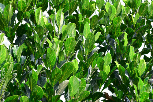 Banyan tree leaves isolated on white background, Naturel green leaf