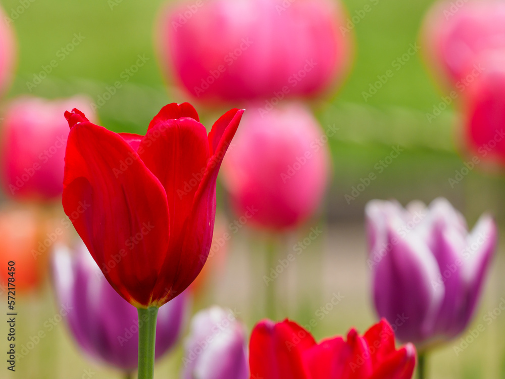 赤いチューリップの花 赤いチューリップの花