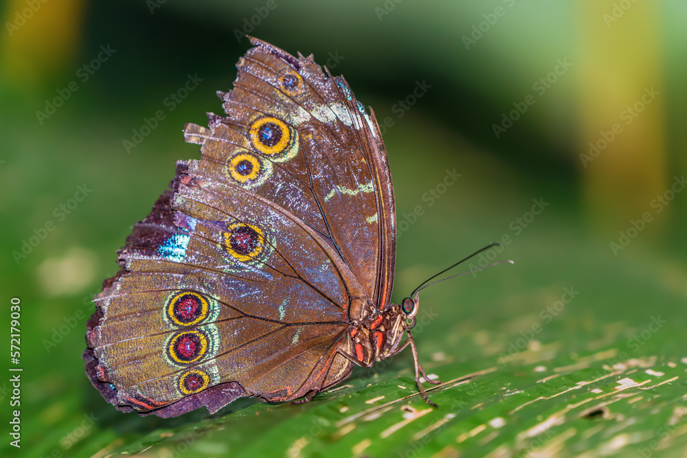Fototapeta premium A wild butterfly in the Amazon rainforest (Common Morpho)