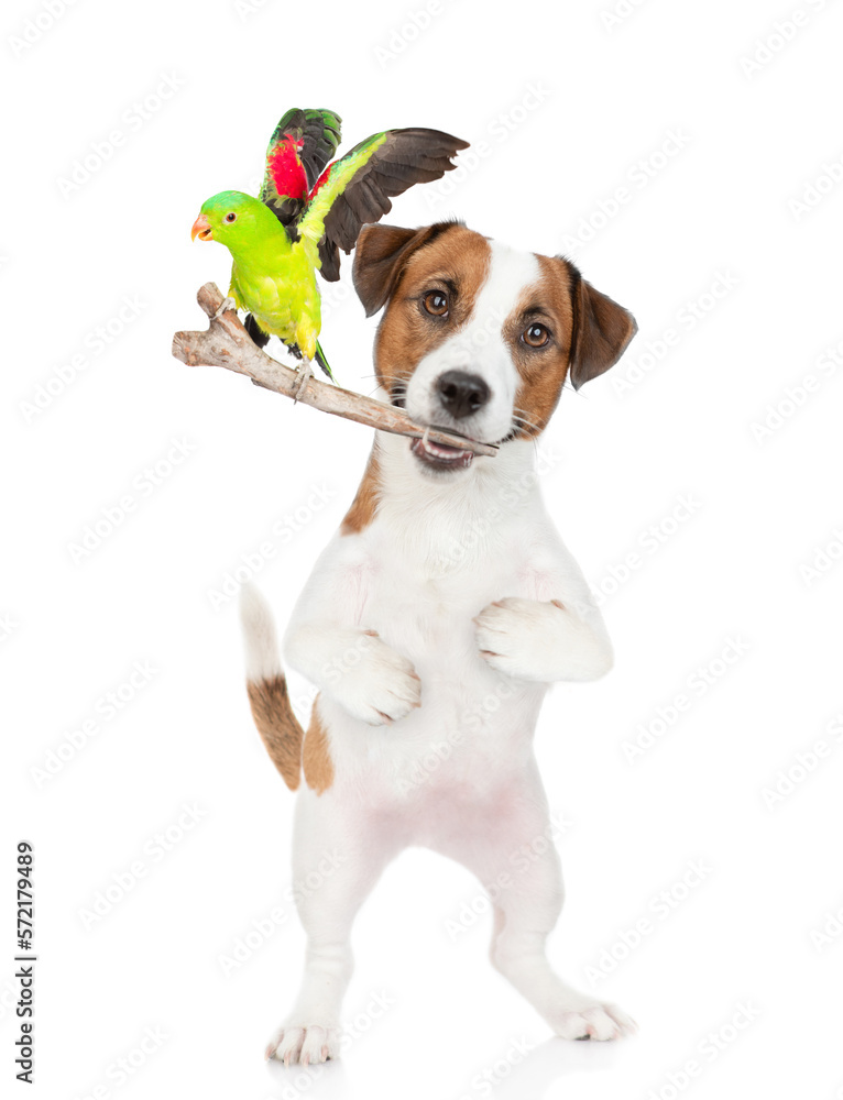Playful Jack russell terrier holds stick with parrot in it mouth. isolated on white background