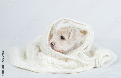 Cute Bichon frise puppy wrapped in white towel in cold autumn or winter weather © Ermolaev Alexandr