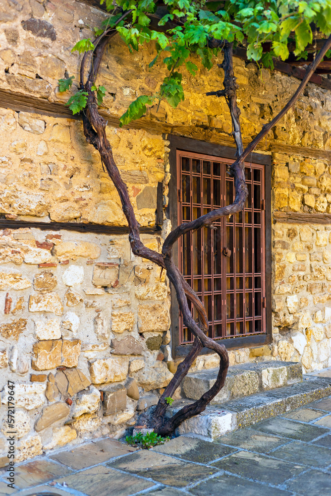 A street with a wall of stone and a tree winding around it.