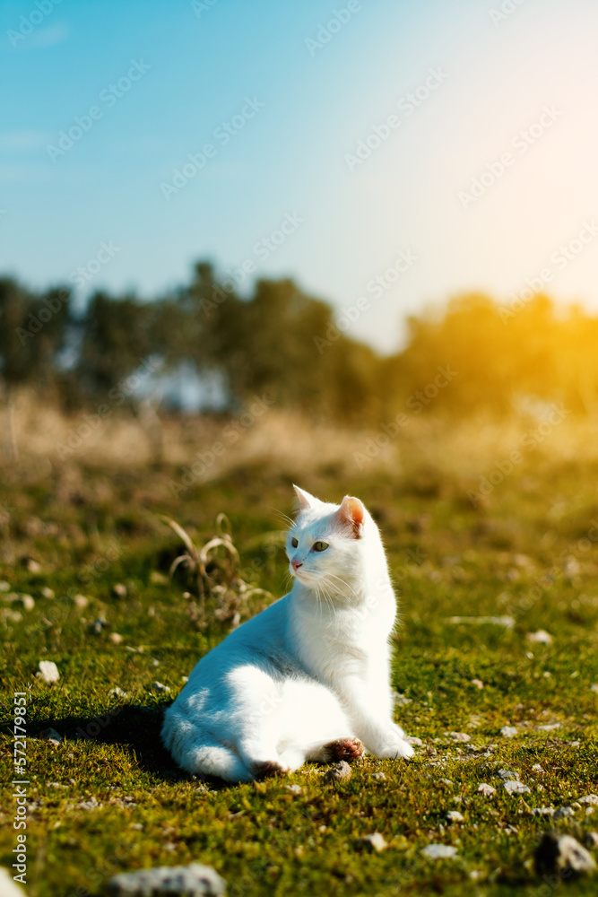 White fur cat lying in a garden and on grass.