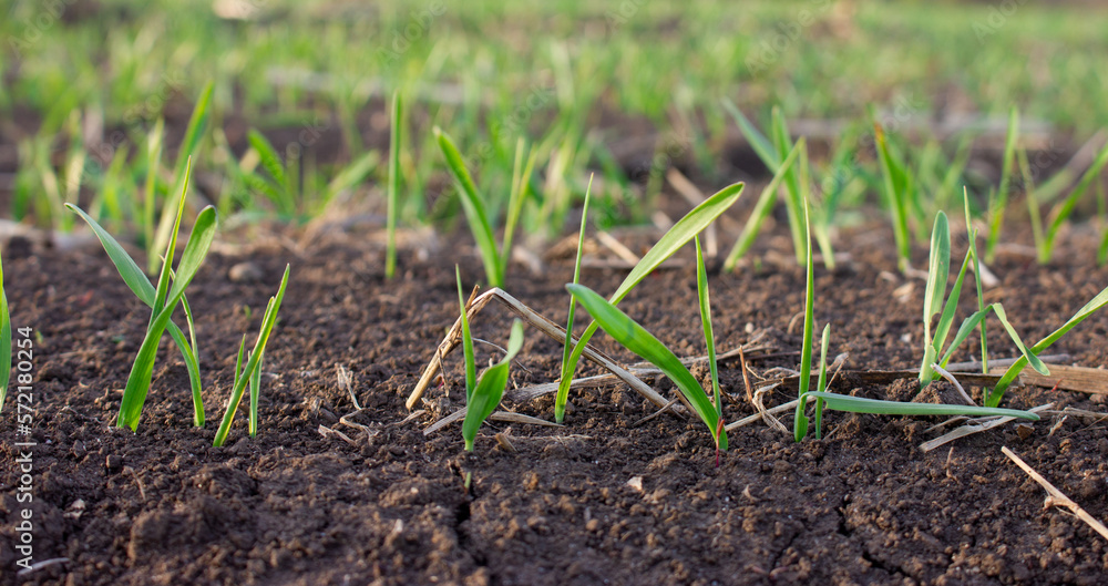 Barley leaves that sprouted from the ground in spring. Close-up of sprouts of young plants of germinated grain. Barley leaves that sprouted from the ground in spring. Close-up of sprouts of young plants of germinated grain.