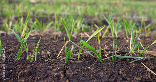 Barley leaves that sprouted from the ground in spring. Close-up of sprouts of young plants of germinated grain.