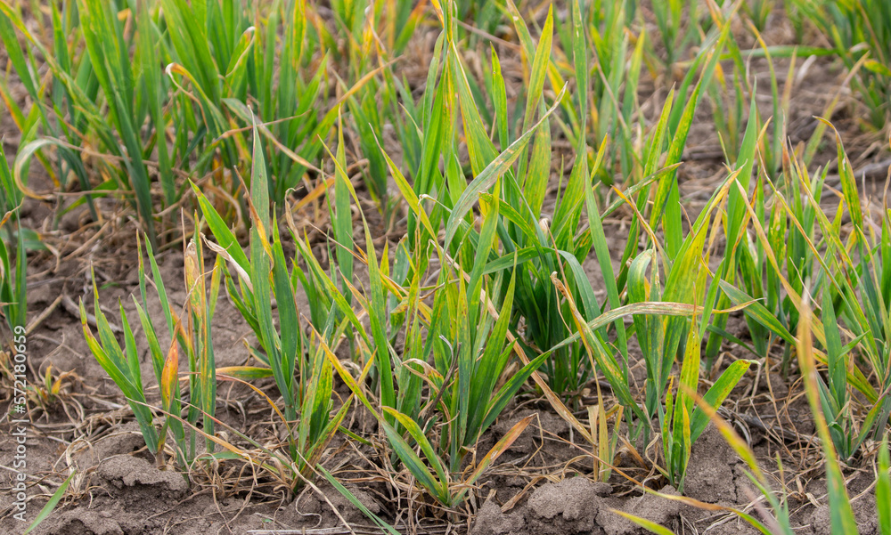 Dry leaves of young wheat on the field. Diseased or herbicide-depressed wheat leaves. Dry leaves of young wheat on the field. Diseased or herbicide-depressed wheat leaves.