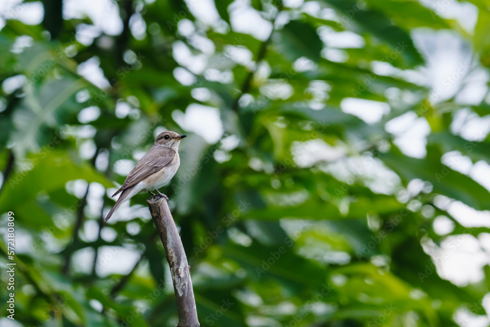 Garden warbler (Sylvia borin) in a blurred nature background. Sm, summer garden. Day, Poland, Europe Garden warbler (Sylvia borin) in a blurred nature background. Sm, summer garden. Day, Poland, Europe