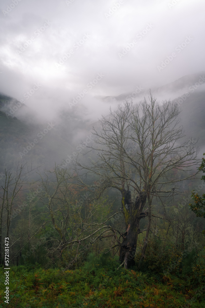 An old dead chestnut tree in front of the mist covered mountains in Ancares Mountain Range Cervantes Lugo Galicia
