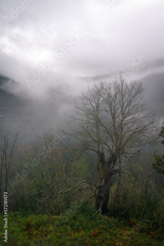 An old dead chestnut tree in front of the mist covered mountains in Ancares Mountain Range Cervantes Lugo Galicia © Luis Vilanova