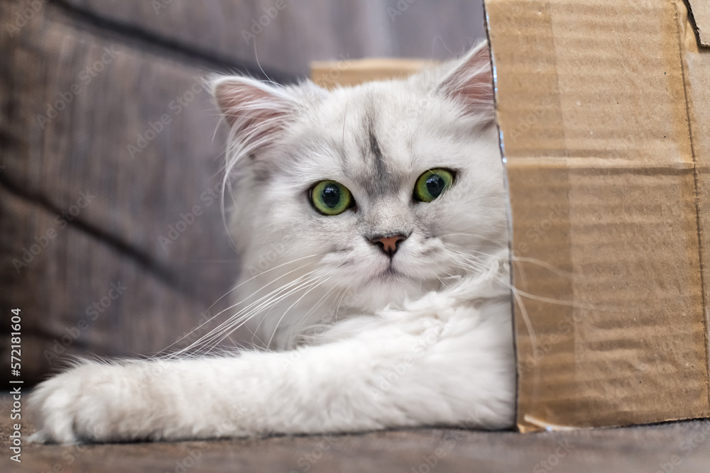 Persian silver shaded chinchilla cat, fluffy long-haired with green eyes, lying in a packing box