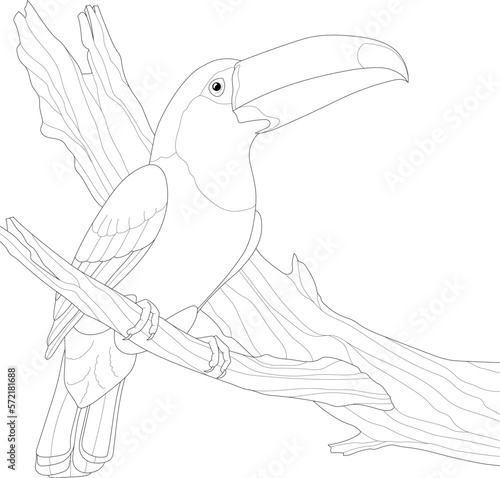 Realistic exotic toucan bird sitting on branch sketch template. Cartoon african vector illustration in black and white for games, background, pattern, decor. Childrens story book, coloring paper, page photo