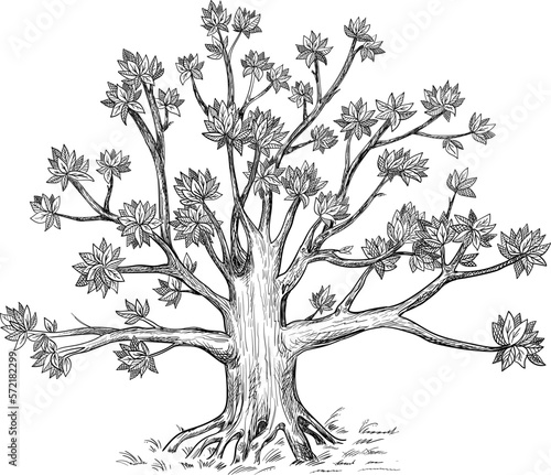 Family tree. Vector illustration. Design option for your vintage genealogy book. Isolated on white background.