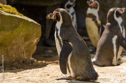 Pinguine im Zoo © A.-K. Brinkmeier