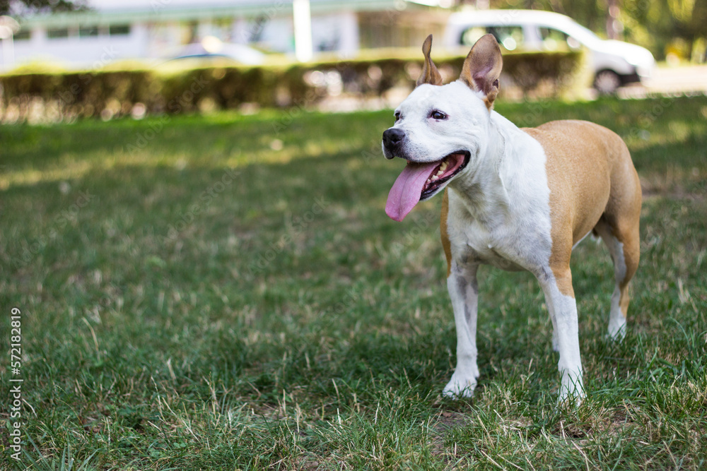 Cute happy pet dog lying on the grass