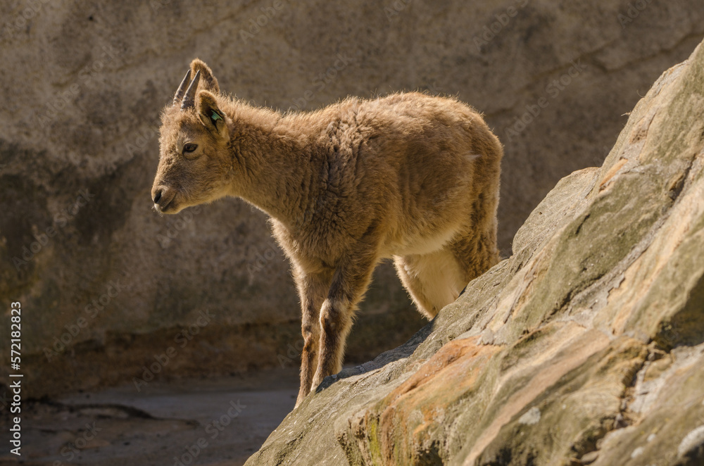 Fototapeta premium Tiere im Zoo 