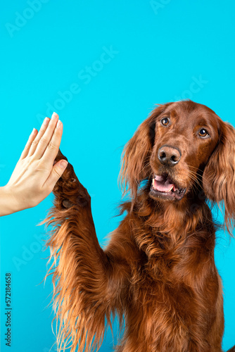 Irish setter dog giving paw high five owner, closeup photo. dog - Irish setter gives woman his paw.