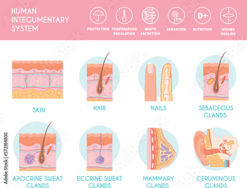 Human Integumentary System Infographics