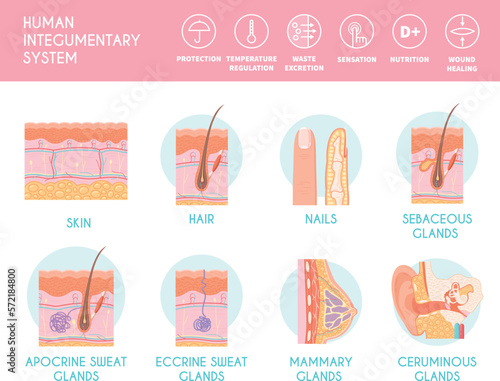 Human Integumentary System Infographics photo