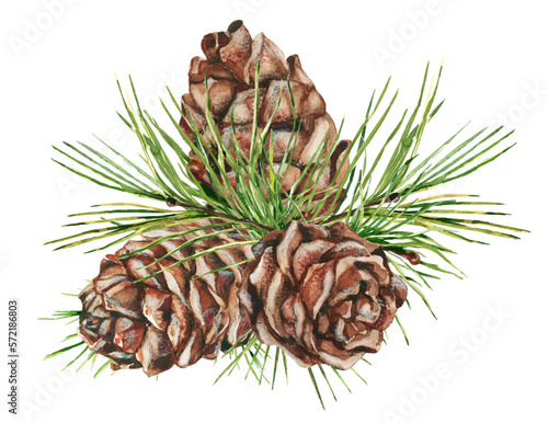 cedar cones
