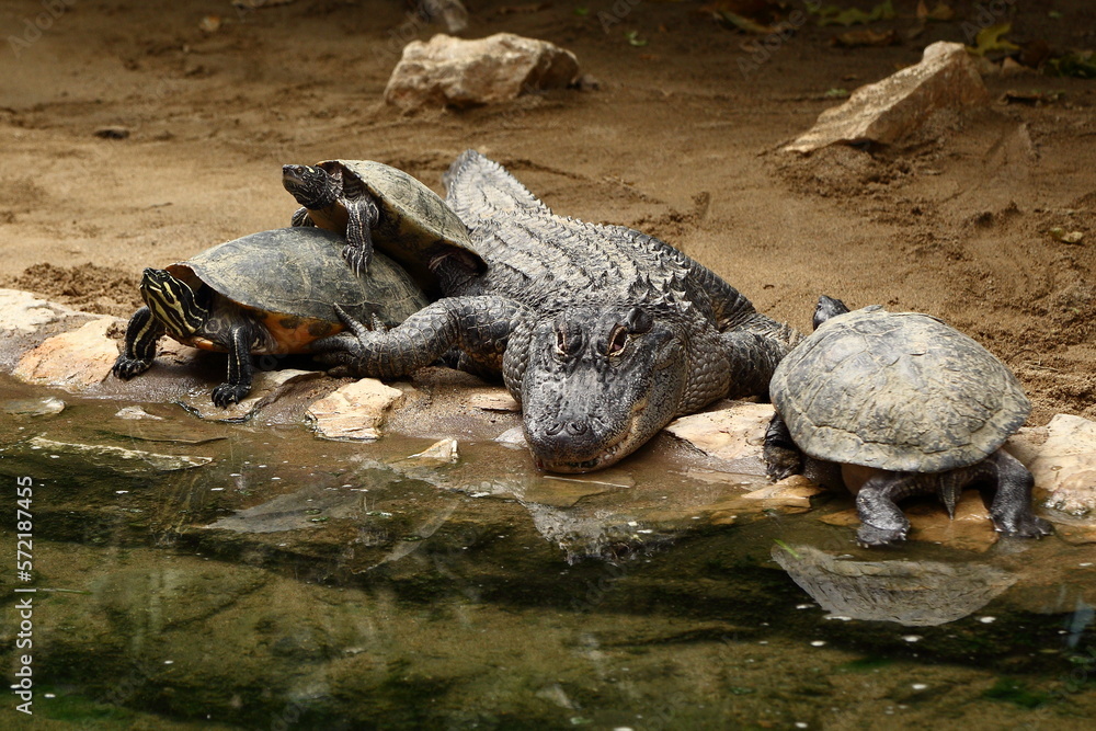 Fototapeta premium Tortu-Alligator
