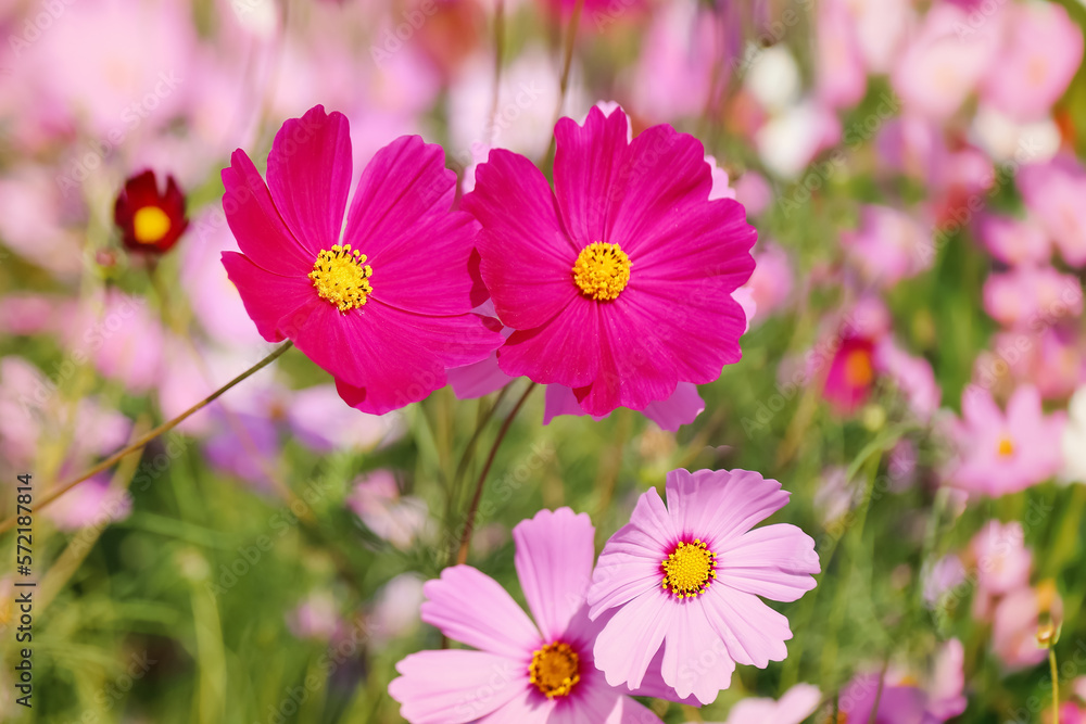 cosmos flowers in the field against bright blue sky cosmos flowers in the field against bright blue sky