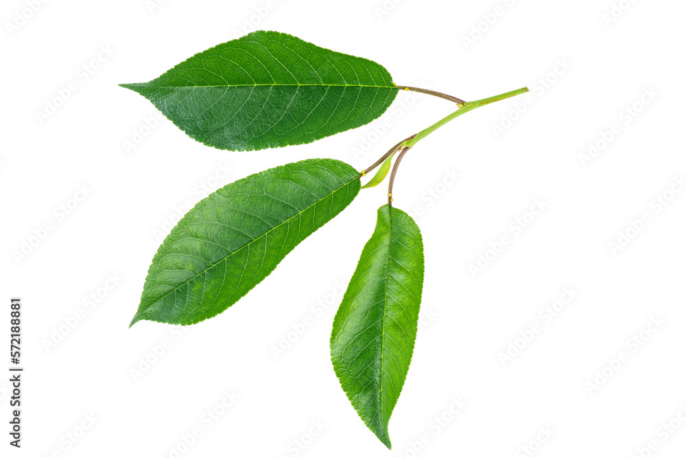 cherry tree green leaves isolated on white background cherry tree green leaves isolated on white background
