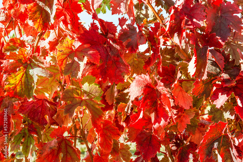 Detalle viña, en Samaniego la Rioja Alavesa, con los colores del otoño tras la vendimia, Uva variedad tempranillo