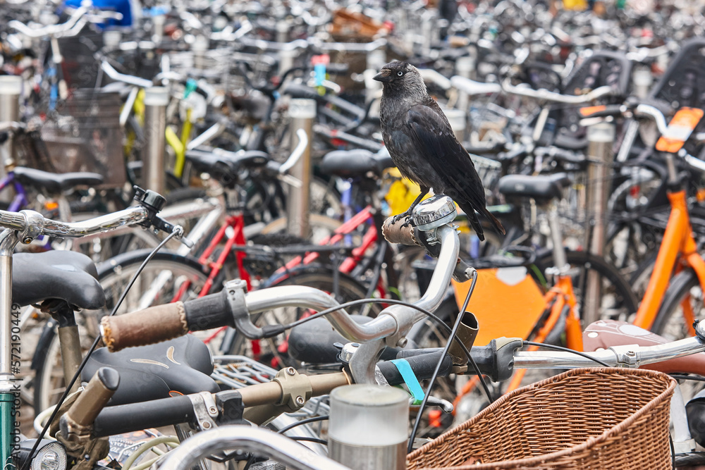 Birdlife in urban environment. Nature urban. Byke parking Birdlife in urban environment. Nature urban. Byke parking