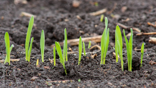 Small leaves of sprouted wheat or barley from the soil in an agricultural field.