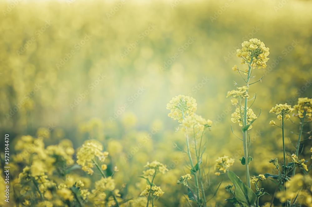 光の中の菜の花畑 光の中の菜の花畑