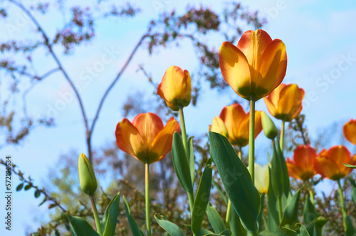Fototapeta Naklejka Na Ścianę i Meble -  Orange yellow spring tulips and blue sky in the city park