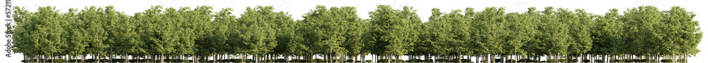 3D rendering of the tree line, landscape tree on transparent background 3D rendering of the tree line, landscape tree on transparent background
